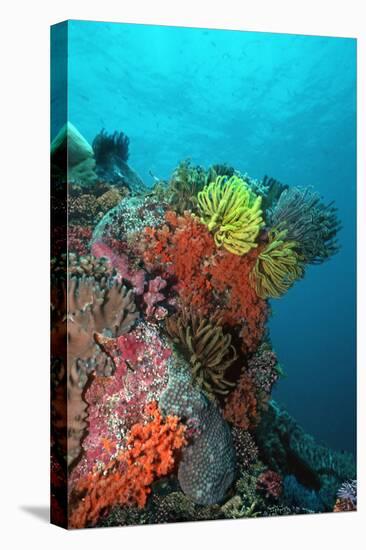 Coral Reef Underwater Scene of Coral Reef-null-Stretched Canvas