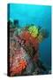 Coral Reef Underwater Scene of Coral Reef-null-Stretched Canvas