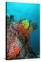 Coral Reef Underwater Scene of Coral Reef-null-Stretched Canvas