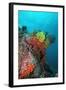 Coral Reef Underwater Scene of Coral Reef-null-Framed Photographic Print