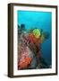 Coral Reef Underwater Scene of Coral Reef-null-Framed Photographic Print