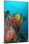 Coral Reef Underwater Scene of Coral Reef-null-Mounted Photographic Print