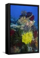 Coral Reef with Feather Stars-Hal Beral-Framed Stretched Canvas