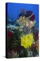 Coral Reef with Feather Stars-Hal Beral-Stretched Canvas