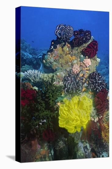 Coral Reef with Feather Stars-Hal Beral-Stretched Canvas