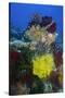 Coral Reef with Feather Stars-Hal Beral-Stretched Canvas
