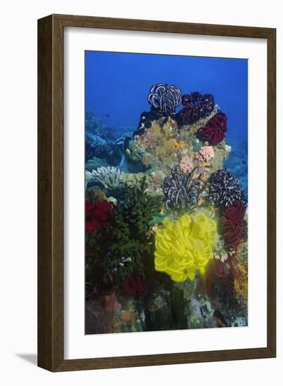 Coral Reef with Feather Stars-Hal Beral-Framed Photographic Print