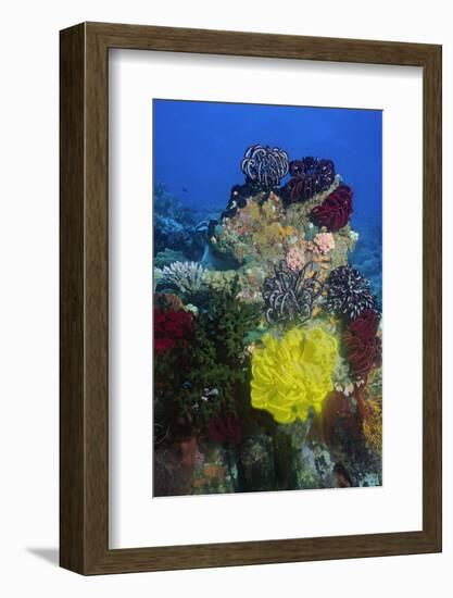 Coral Reef with Feather Stars-Hal Beral-Framed Photographic Print