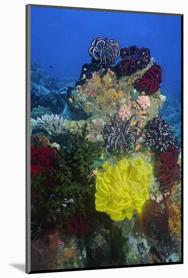 Coral Reef with Feather Stars-Hal Beral-Mounted Photographic Print