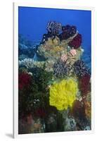 Coral Reef with Feather Stars-Hal Beral-Framed Photographic Print