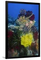 Coral Reef with Feather Stars-Hal Beral-Framed Photographic Print