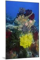 Coral Reef with Feather Stars-Hal Beral-Mounted Photographic Print
