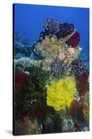 Coral Reef with Feather Stars-Hal Beral-Stretched Canvas