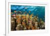 Coral Reef with Harem-Flag Perches, Pseudanthias Squamipinnis, the Red Sea, Ras Mohammed, Egypt-Reinhard Dirscherl-Framed Photographic Print