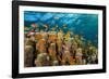 Coral Reef with Harem-Flag Perches, Pseudanthias Squamipinnis, the Red Sea, Ras Mohammed, Egypt-Reinhard Dirscherl-Framed Photographic Print