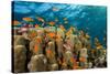 Coral Reef with Harem-Flag Perches, Pseudanthias Squamipinnis, the Red Sea, Ras Mohammed, Egypt-Reinhard Dirscherl-Stretched Canvas