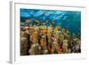 Coral Reef with Harem-Flag Perches, Pseudanthias Squamipinnis, the Red Sea, Ras Mohammed, Egypt-Reinhard Dirscherl-Framed Photographic Print