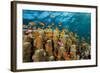 Coral Reef with Harem-Flag Perches, Pseudanthias Squamipinnis, the Red Sea, Ras Mohammed, Egypt-Reinhard Dirscherl-Framed Photographic Print