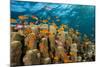 Coral Reef with Harem-Flag Perches, Pseudanthias Squamipinnis, the Red Sea, Ras Mohammed, Egypt-Reinhard Dirscherl-Mounted Photographic Print