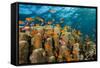 Coral Reef with Harem-Flag Perches, Pseudanthias Squamipinnis, the Red Sea, Ras Mohammed, Egypt-Reinhard Dirscherl-Framed Stretched Canvas