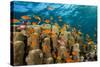 Coral Reef with Harem-Flag Perches, Pseudanthias Squamipinnis, the Red Sea, Ras Mohammed, Egypt-Reinhard Dirscherl-Stretched Canvas