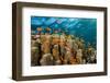 Coral Reef with Harem-Flag Perches, Pseudanthias Squamipinnis, the Red Sea, Ras Mohammed, Egypt-Reinhard Dirscherl-Framed Photographic Print