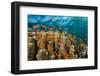 Coral Reef with Harem-Flag Perches, Pseudanthias Squamipinnis, the Red Sea, Ras Mohammed, Egypt-Reinhard Dirscherl-Framed Photographic Print