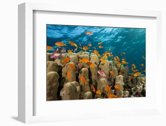 Coral Reef with Harem-Flag Perches, Pseudanthias Squamipinnis, the Red Sea, Ras Mohammed, Egypt-Reinhard Dirscherl-Framed Photographic Print