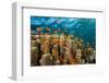 Coral Reef with Harem-Flag Perches, Pseudanthias Squamipinnis, the Red Sea, Ras Mohammed, Egypt-Reinhard Dirscherl-Framed Photographic Print