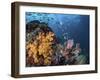 Coral reef with schools of fish, Raja Ampat, Indonesia-Stocktrek Images-Framed Photographic Print