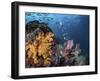 Coral reef with schools of fish, Raja Ampat, Indonesia-Stocktrek Images-Framed Photographic Print