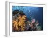 Coral reef with schools of fish, Raja Ampat, Indonesia-Stocktrek Images-Framed Photographic Print