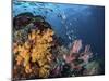 Coral reef with schools of fish, Raja Ampat, Indonesia-Stocktrek Images-Mounted Photographic Print