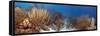 Coral Reef-Peter Scoones-Framed Stretched Canvas