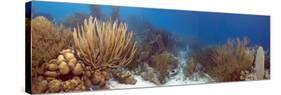 Coral Reef-Peter Scoones-Stretched Canvas