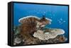 Coral Reef-Reinhard Dirscherl-Framed Stretched Canvas