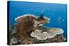 Coral Reef-Reinhard Dirscherl-Stretched Canvas