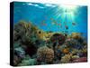 Coral Reef-Borisoff-Stretched Canvas
