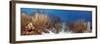 Coral Reef-Peter Scoones-Framed Photographic Print