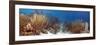 Coral Reef-Peter Scoones-Framed Photographic Print