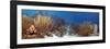 Coral Reef-Peter Scoones-Framed Photographic Print