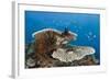 Coral Reef-Reinhard Dirscherl-Framed Photographic Print