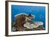 Coral Reef-Reinhard Dirscherl-Framed Photographic Print