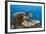 Coral Reef-Reinhard Dirscherl-Framed Photographic Print