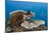 Coral Reef-Reinhard Dirscherl-Mounted Photographic Print