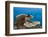 Coral Reef-Reinhard Dirscherl-Framed Photographic Print