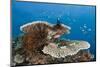 Coral Reef-Reinhard Dirscherl-Mounted Photographic Print
