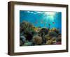 Coral Reef-Borisoff-Framed Photographic Print