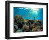 Coral Reef-Borisoff-Framed Photographic Print