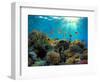 Coral Reef-Borisoff-Framed Photographic Print